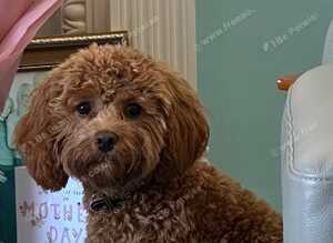 Cavapoo puppies