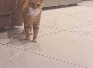 Ginger cat