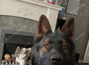 German Shepard for stud