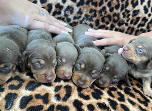 Beautiful chunky chocolate litter