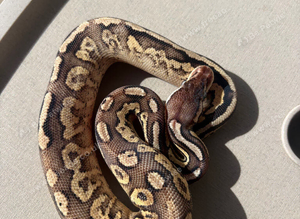 Cb26 Female pewter yellowbelly het Dg ph pied