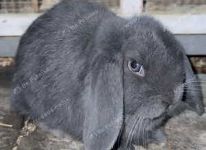 Mini lop female