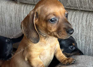Beautiful Baby dachshunds only one beautiful baby left