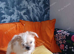 Sweet 4 month old puppy X Lasa Chowiwa
