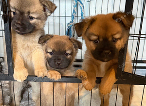 Beautiful Pomchi puppies for sale