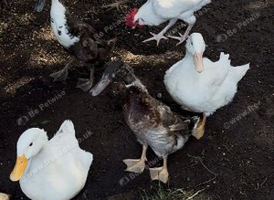 Indian runner ducks