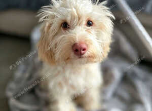 Female cockapoo