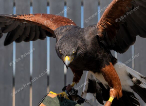 Female Harris Hawk