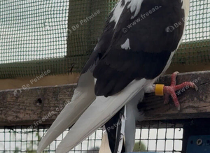 Galatz Roller Breeding pair