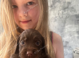 F1b cockapoo puppies
