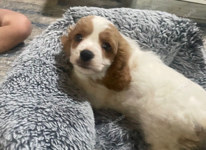 F1 cavapoo