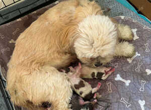 3 beautiful kc reg Lhasa apso for sake Ready 19 Sugust