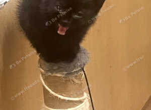 3 black and one grey kittens for sale