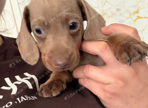 Miniatur dachshund champagne color