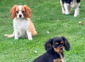 Reduced Beautiful Cavalier King Charles puppies