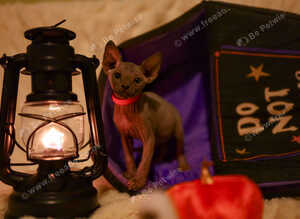 Gorgeous Sphynx Kittens
