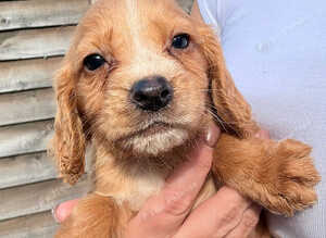 Cocker spaniel puppies