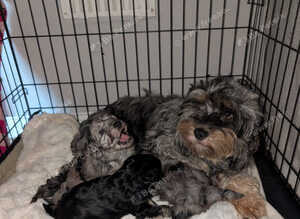Toy cockapoo f2b puppies