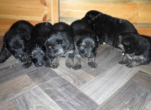 Kc registered German shepherd puppies
