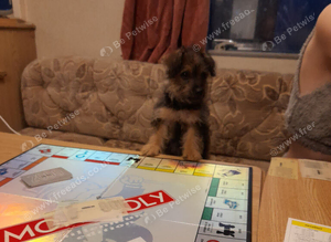 Miniature jackapoo puppy