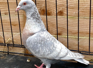 RARE COLOURED REDUCED RACING PIGEON