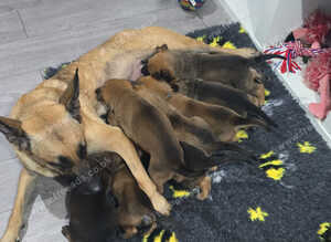 Puppys