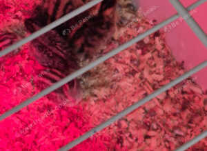 California quails chicks