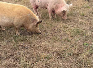 2 Juliana pigs for Rehoming.