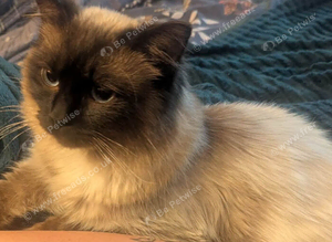 Seal point Ragdoll stud
