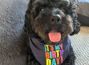 Male cockapoo