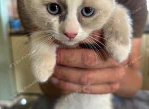 Ragdoll kittens