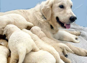 KC golden retriever puppies