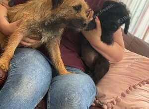 Border Terrier X Miniature Poodle puppies