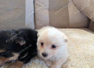 Beautiful little pom terriers puppy