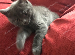 4 kittens