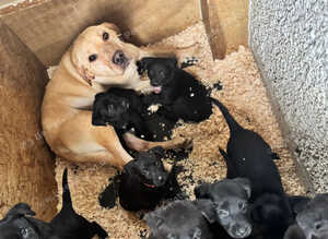 Lab x pups 6 boys & 2 girls