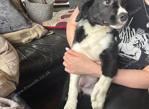Puppy