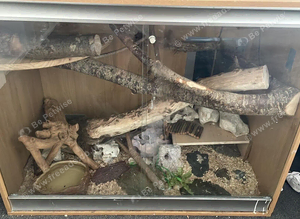 4ft ball/royal python