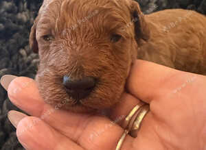 RED FOX TOY POODLE PUPPIES