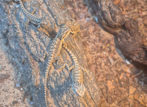 Baby bearded dragons