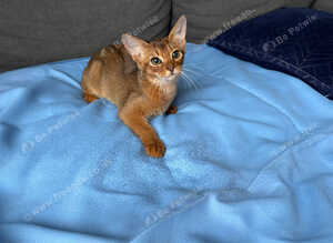 EXCLUSIVE &bull; ABYSSINIAN RUDDY GIRL