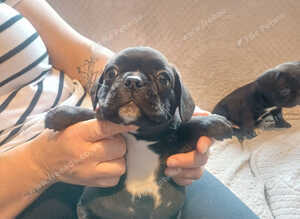 Frenchie/pug x