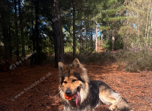 Long-Haired Black&Sable German Shepard for Stud