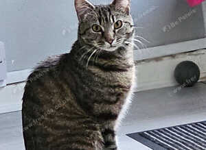 2-Year-Old Tabby Cat Looking for a Quiet, Loving Home
