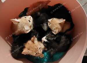 7 kittens for sale
