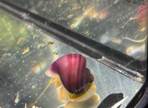 Mystery snails - various colours