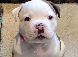 Beautiful American Bulldog Puppies - 7 Healthy Puppies Ready for Loving Homes
