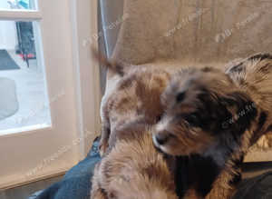 Puppy