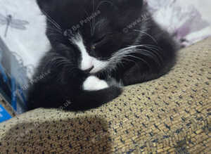 I have 3 black kittens 2 male 1 female