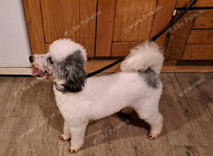 Kc Toy Poodle Available for Stud